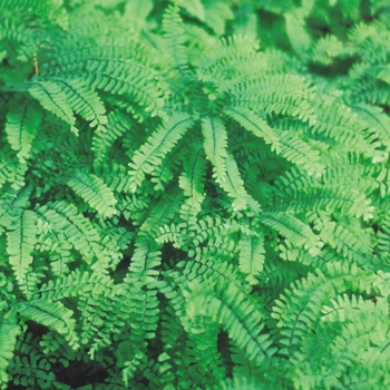 Adiantum x mairisii 