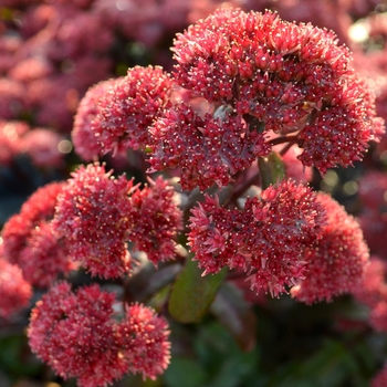 Sedum telephium 'Red' PP24848