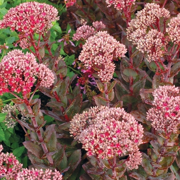 Sedum 'Thunderhead' PP24693