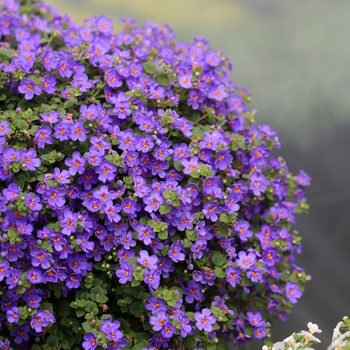 Sutera grandiflora 'Blue' 