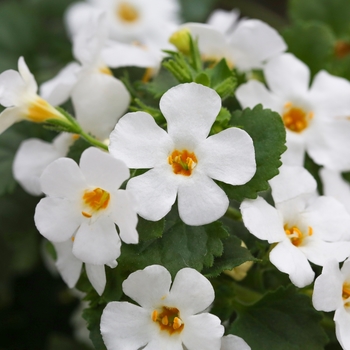 Sutera grandiflora 'White' 