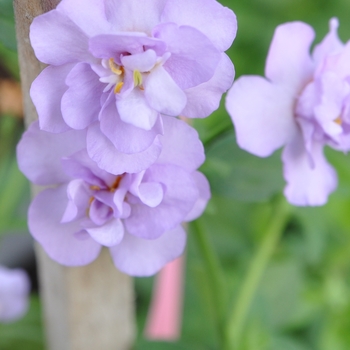 Sutera monnieri 'XXL Double Lavender' 