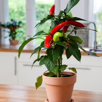 Capsicum annuum 'Hot Banana' 