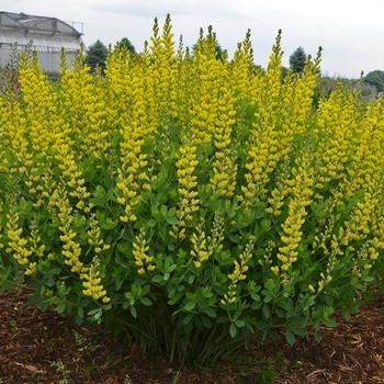 Baptisia 'American Goldfinch' 