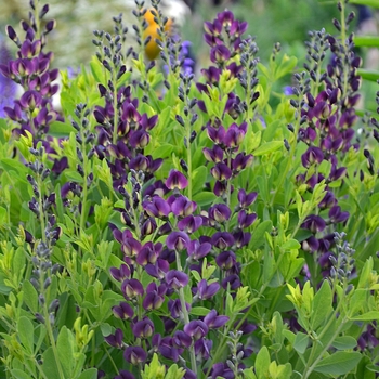 Baptisia australis 'Grape Taffy'