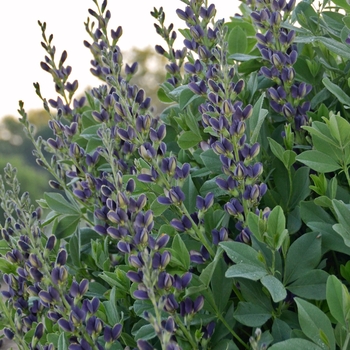 Baptisia australis 'Indigo Spires'