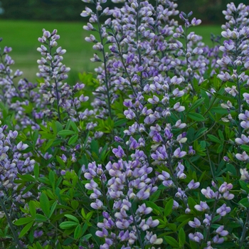 Baptisia 'Lavender Stardust'