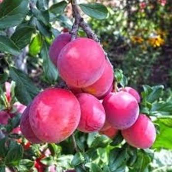 Pyrus salicina 'Bruce' 