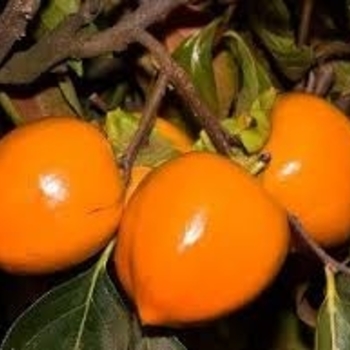 Diospyros kaki 'Hira Tanenashi' 