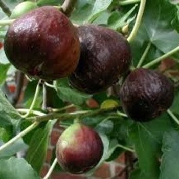 Ficus carica 'Italian Black' 