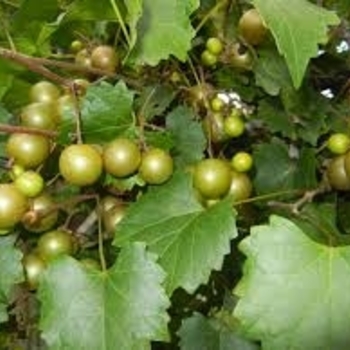 Vitis rotundifolia 'Scuppernong' 