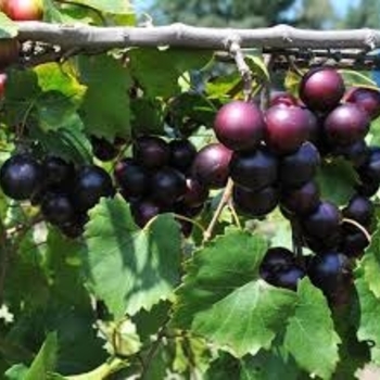 Vitis rotundifolia 'Albemarle' 