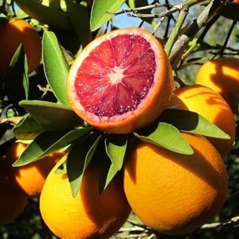 Citrus sinensis 'Moro' 