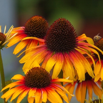 Echinacea purpurea 'Bird Parrot' PPAF