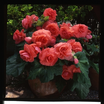 Begonia x tuberhybrida 'Ruffled Coral Salmon' 