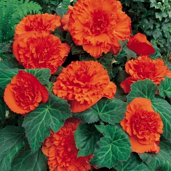 Begonia x tuberhybrida 'Ruffled Orange Mandarin' 