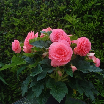 Begonia x tuberhybrida 'Ruffled Pink' 