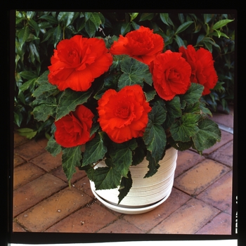 Begonia x tuberhybrida AmeriHybrid® 'Ruffled Scarlet Red'