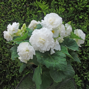 Begonia x tuberhybrida 'Ruffled White' 