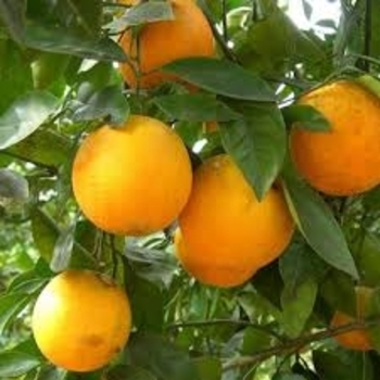 Citrus sinensis 'Hamlin' 
