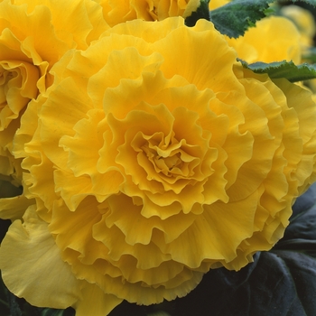 Begonia x tuberhybrida 'Ruffled Yellow' 