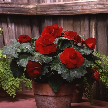 Begonia x tuberhybrida 'Roseform Red' 