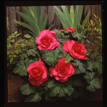 Begonia x tuberhybrida 'Roseform Rose' 