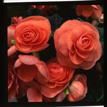 Begonia x tuberhybrida AmeriHybrid® 'Roseform Salmon'