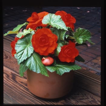 Begonia x tuberhybrida 'Roseform Scarlet Orange' 