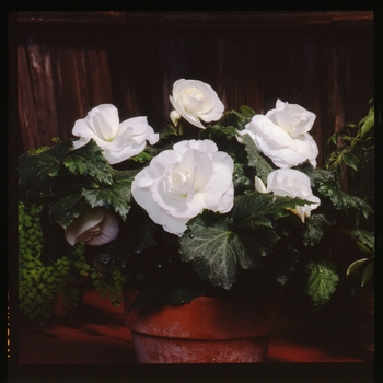 Begonia x tuberhybrida 'Roseform White' 