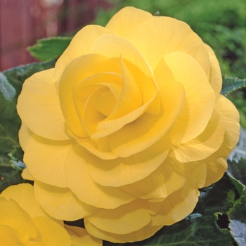 Begonia x tuberhybrida 'Roseform Yellow' 