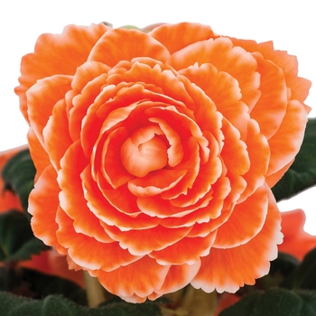 Begonia x tuberhybrida 'Picotee Apricot Lace' 