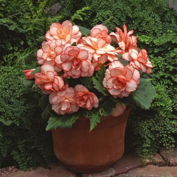 Begonia x tuberhybrida 'Picotee Calypso' 