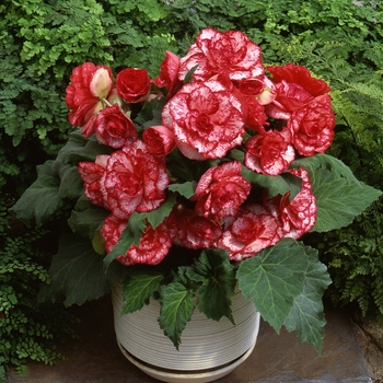 Begonia x tuberhybrida 'Picotee Flamenco' 