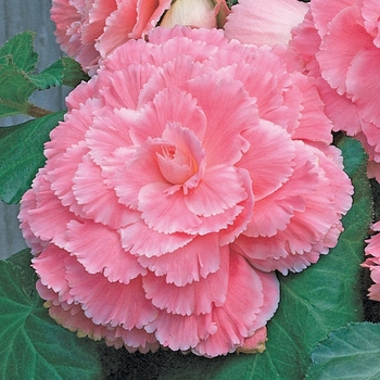 Begonia x tuberhybrida 'Picotee Pink Lace' 