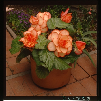 Begonia x tuberhybrida AmeriHybrid® 'Picotee Sunburst'