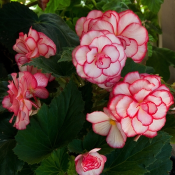 Begonia x tuberhybrida 'Picotee White Red' 