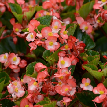 Begonia BabyWing® 'Bicolor'