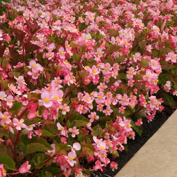 Begonia 'Pink' 