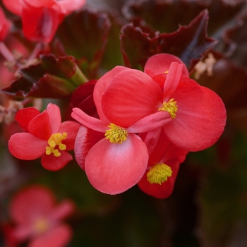 Begonia BabyWing® 'Red'
