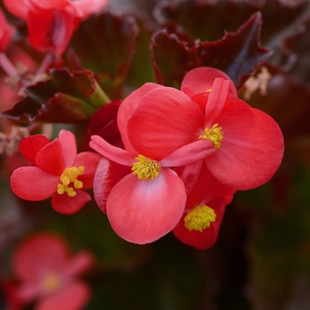 Begonia 'Red' 