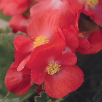 Begonia BabyWing® 'Red Green Leaf'