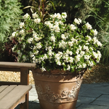 Begonia 'White' 