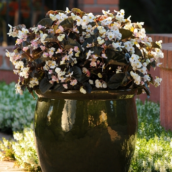 Begonia BabyWing® 'White Bronze Leaf'