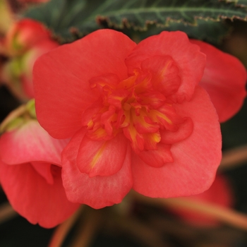 Begonia boliviensis 'Bon Bon Cherry'