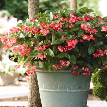 Begonia 'Pink' 