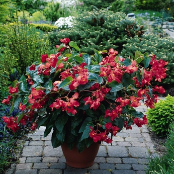 Begonia 'Red' 