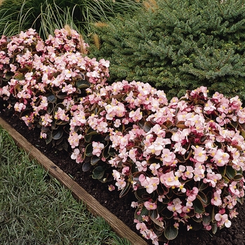 Begonia semperflorens 'Pink' 