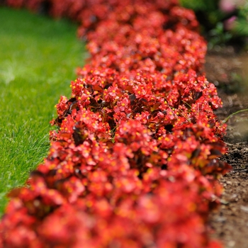 Begonia semperflorens 'Scarlet' 