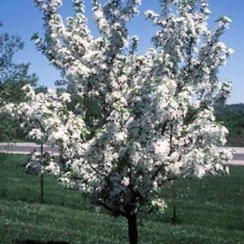 Malus 'Jewelcole' 